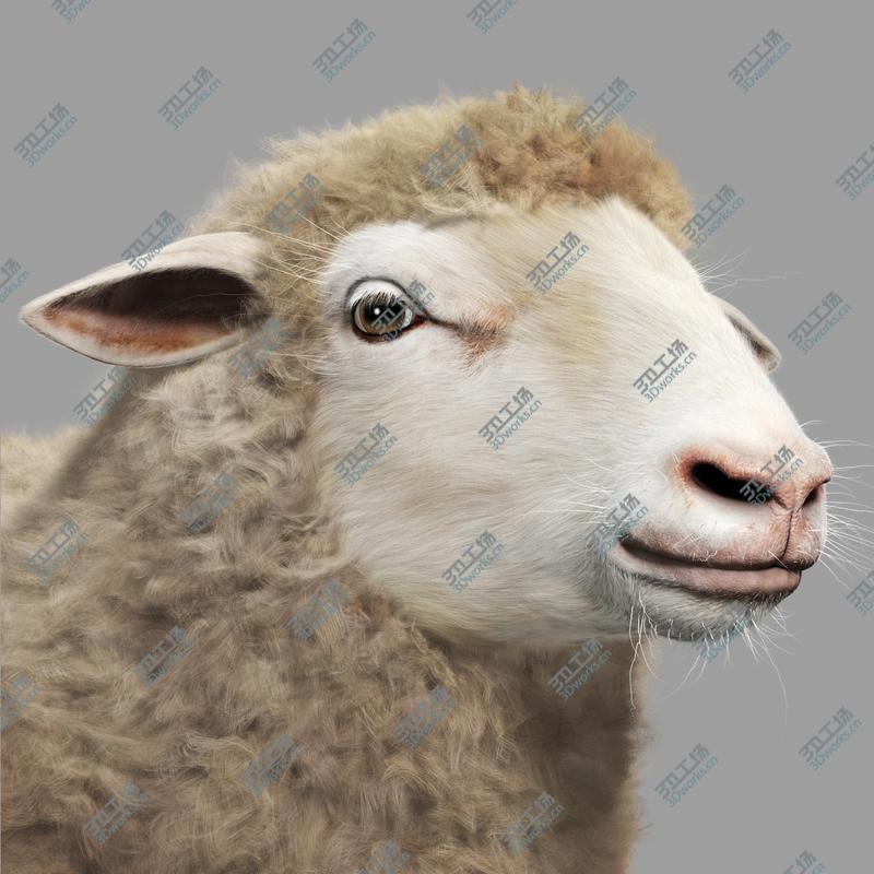 images/goods_img/202105074/Sheep (with Fur)/4.jpg